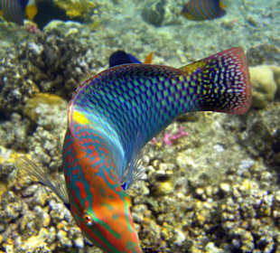 Schachbrett-Lippfisch