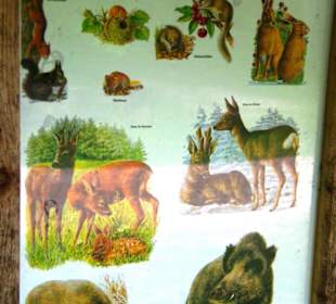 Das Oberbecken Happurger Stausee