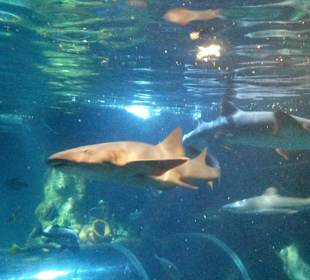Sealife (aquarium)