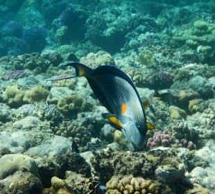 Fische