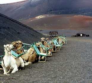 Dromedare in den Feuerbergen