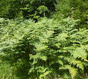 Schöne Wanderungen bei Oberstdorf