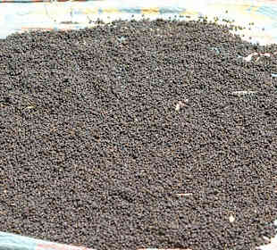 Schwarzer Pfeffer 
