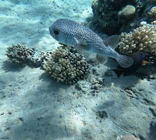 Schnorcheln Makadi Bay