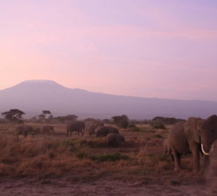 Amboseli Nationalpark