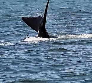 Whale Watching Hermanus