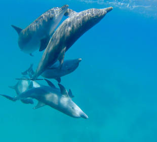 Delfin Tour Hurghada