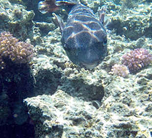 Schnorcheln Makadi Bay