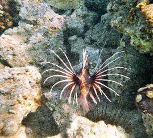 Schnorcheln Hausriff