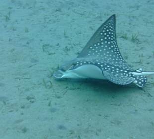 Beim tauchen am Hausriff