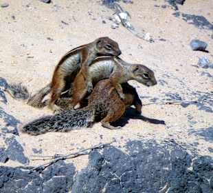 Am Strand von Costa Calma