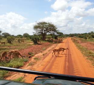 Viele Tiere hautnah erleben