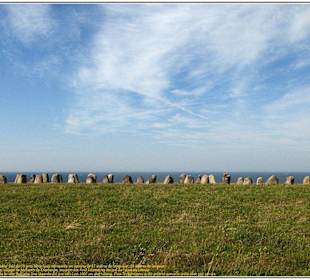 Ales sterna - sud suede- ©Yann LE SOUCHU