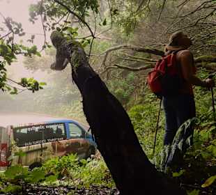 Feel Tenerife authentic experiences