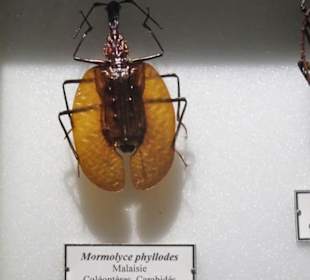 Exponate des Muséum d'histoire naturelle