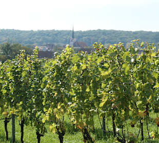 Im Oktober in den Weinbergen von Sommerach