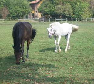 Il maneggio nel parco