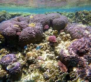 Riff Gorgonia 