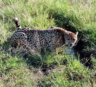 Gebhard am Wasserloch