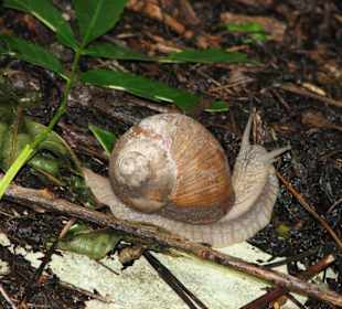 Schnecke auf Historischem Autofriedhof in Kaufdorf