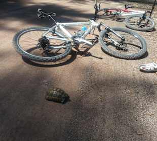 Schildkrötenalarm!