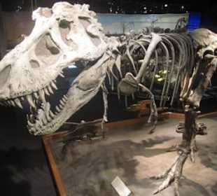 Tyrannosaurus Rex, Fleischfresser
