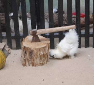 Zoo Warszawa