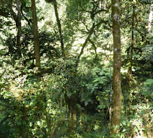 Bwindi NP in Uganda. Gorilla-Tracking