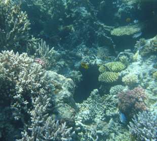 Korallen und Riffe