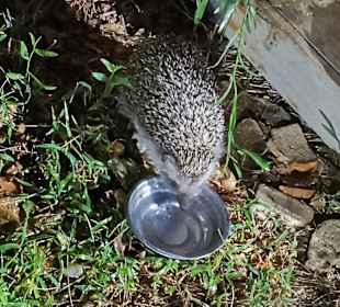 Strandpromenade Evrenseki