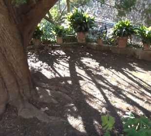 Gartenanlage - Tausendjährige Eibe