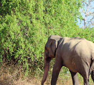 Tour mit Chamin, Yala Nationalpark