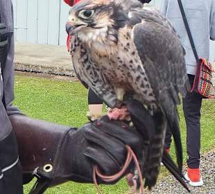 Burren Birds of Prey Center