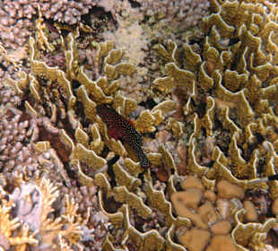 Korallen in der Nachbarbucht Abu Dabab