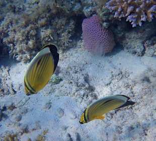 Schnorchelausflug nach Giftun