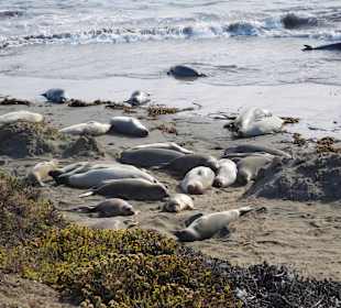 Seelöwen gefällt es auch..