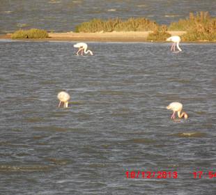 Flamingos im Nautrparkr