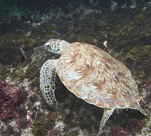 Schildkröte