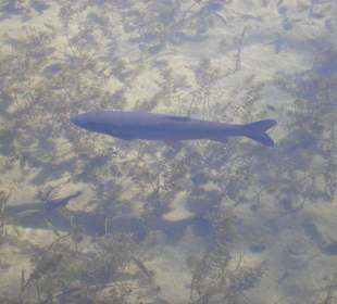 Karpfen im See des Japanischen Garten
