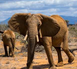 Elefanten in Tsavo Ost