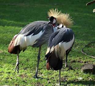 Wir sind die Einzigen die eine Krone haben