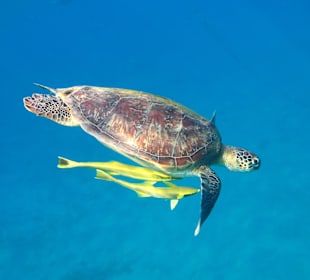 Schnorcheln Marsa Alam