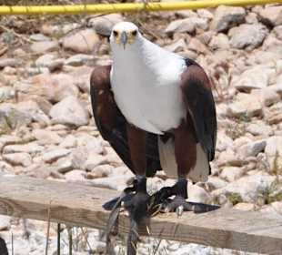 Adler in der Falknerei