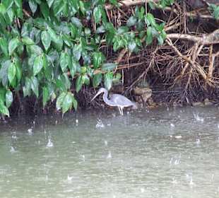 Selbst dem Reiher war es zu nass