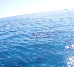 Delphin