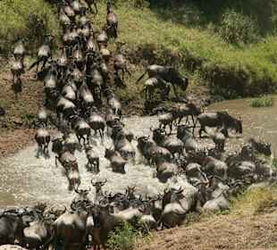 Gnu-Crossing Talek-River