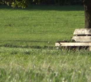 Friedenseiche Kohlstetten