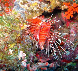 Feuerfisch