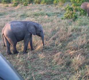 Süßer kleiner Elefant