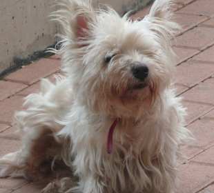 STRASSENHUND